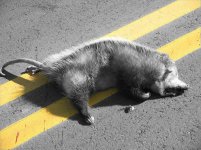 Dead_Opossum.jpg