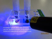 primo lm verify uv light.jpg