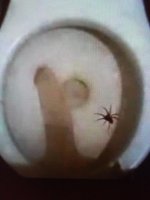 spider2.jpg