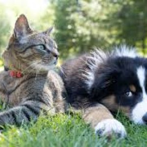 Pets (Dogs and cats)