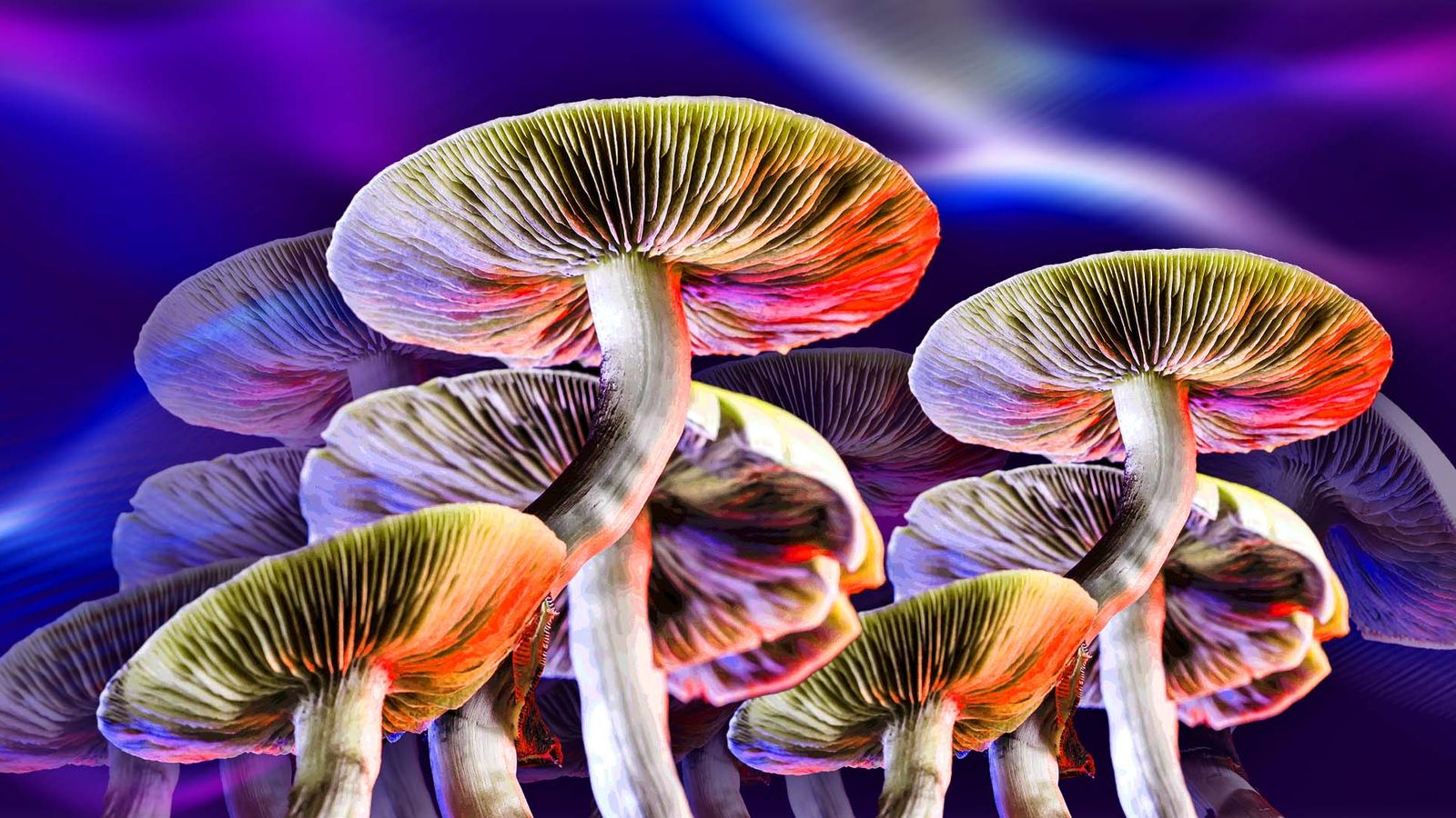 Navigating the World of Psychedelic Experiences