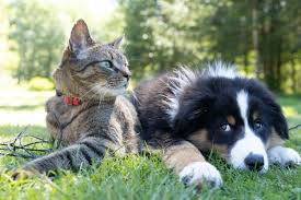 Pets (Dogs and cats)