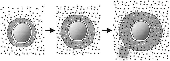 NPP boost red blood cell (RBC) production