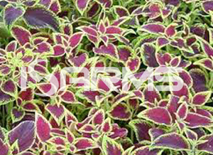 Coleus Forskohlii