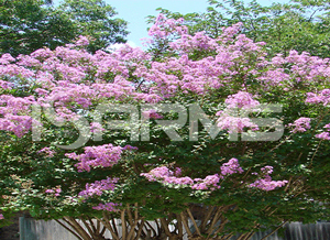 Crape-myrtle