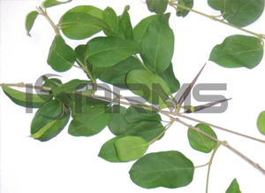 Gymnema-sylvestre