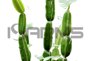 Cissus-Quadrangularis-extract