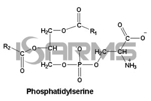 Phosphatidyl serine