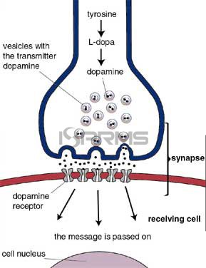 dopamine-diagram