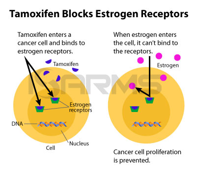 Steroid receptors nuclear receptors