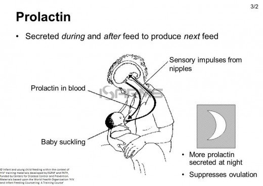 how-does-prolactin-works