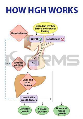 how-hgh-works