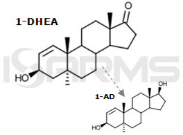 1-dhea